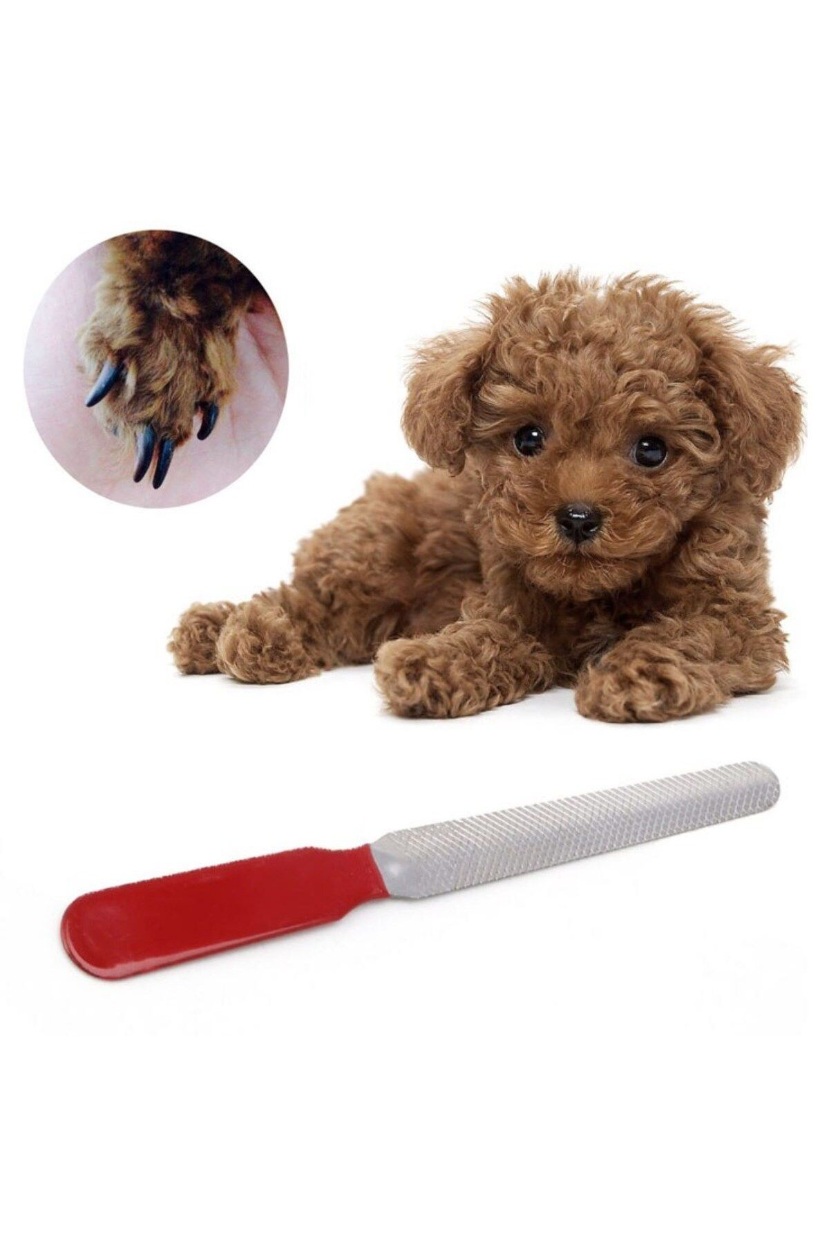 Ok Aksesuar Evcil Hayvan Tırnak Makası Ve Törpü Seti Manikür Pedikür Pati Bak Ok Aksesuar Evcil Hayvan Tırnak Makası Ve Törpü Seti Manikür Pedikür Pati Bak