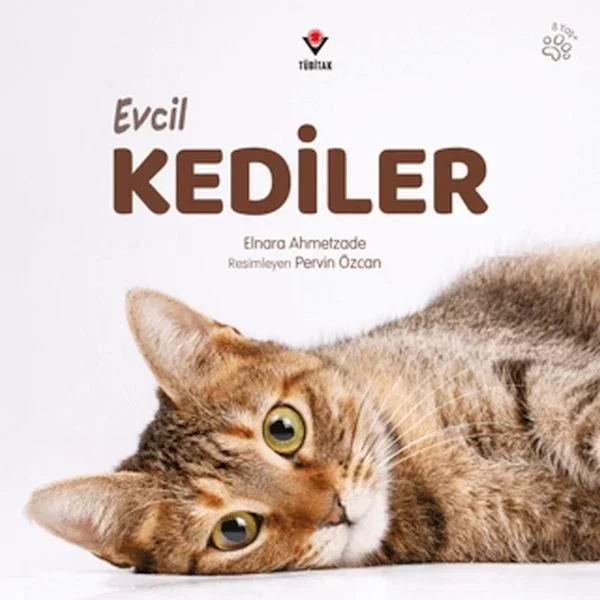 Evcil Kediler Fiyatı, Yorumları ve Özellikleri