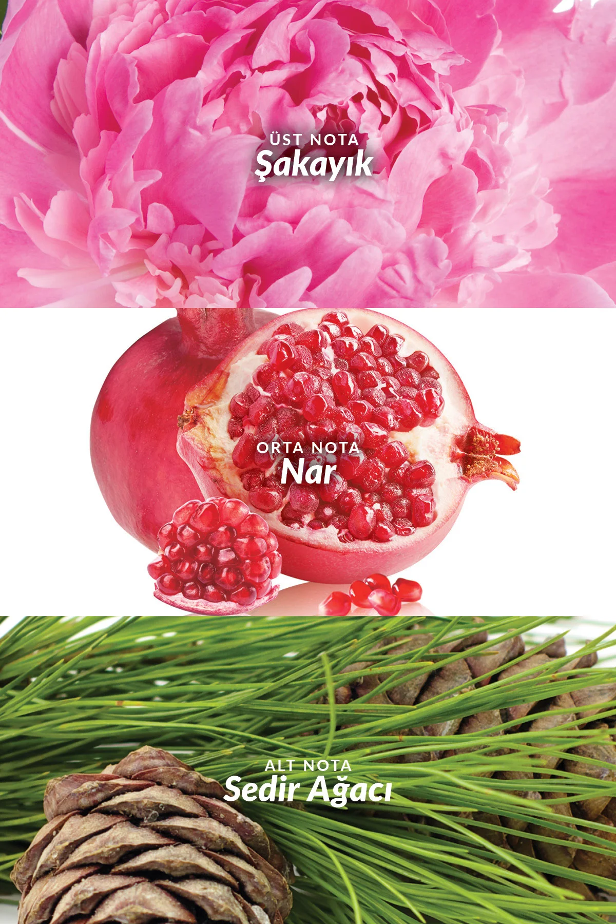 Eve Truth Kadın Parfümü Edp 50 Ml. Eve Truth Kadın Parfümü Edp 50 Ml.