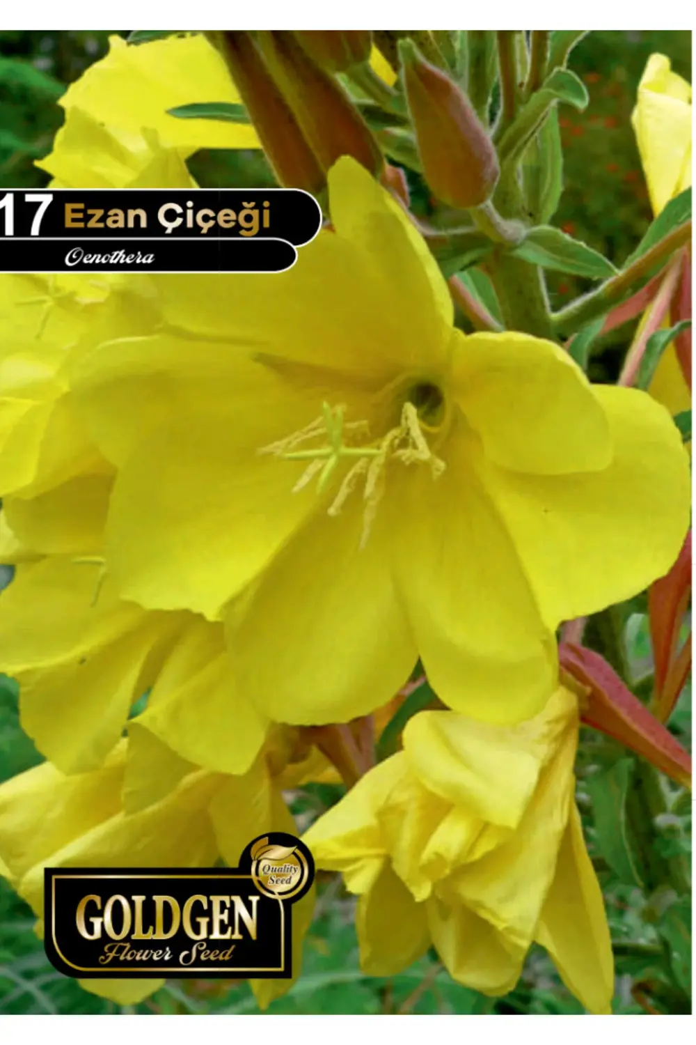 Ezan Çiçeği Tohumu