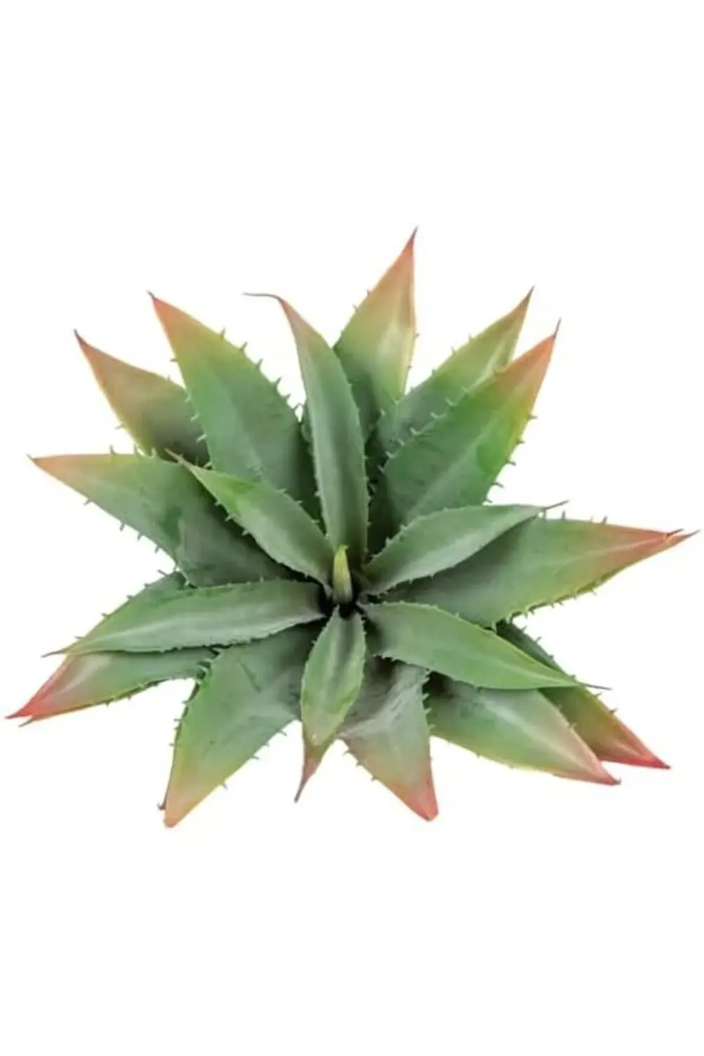 fee Yapay Kaktüs Sukulent Yeşil 30 Cm 890831