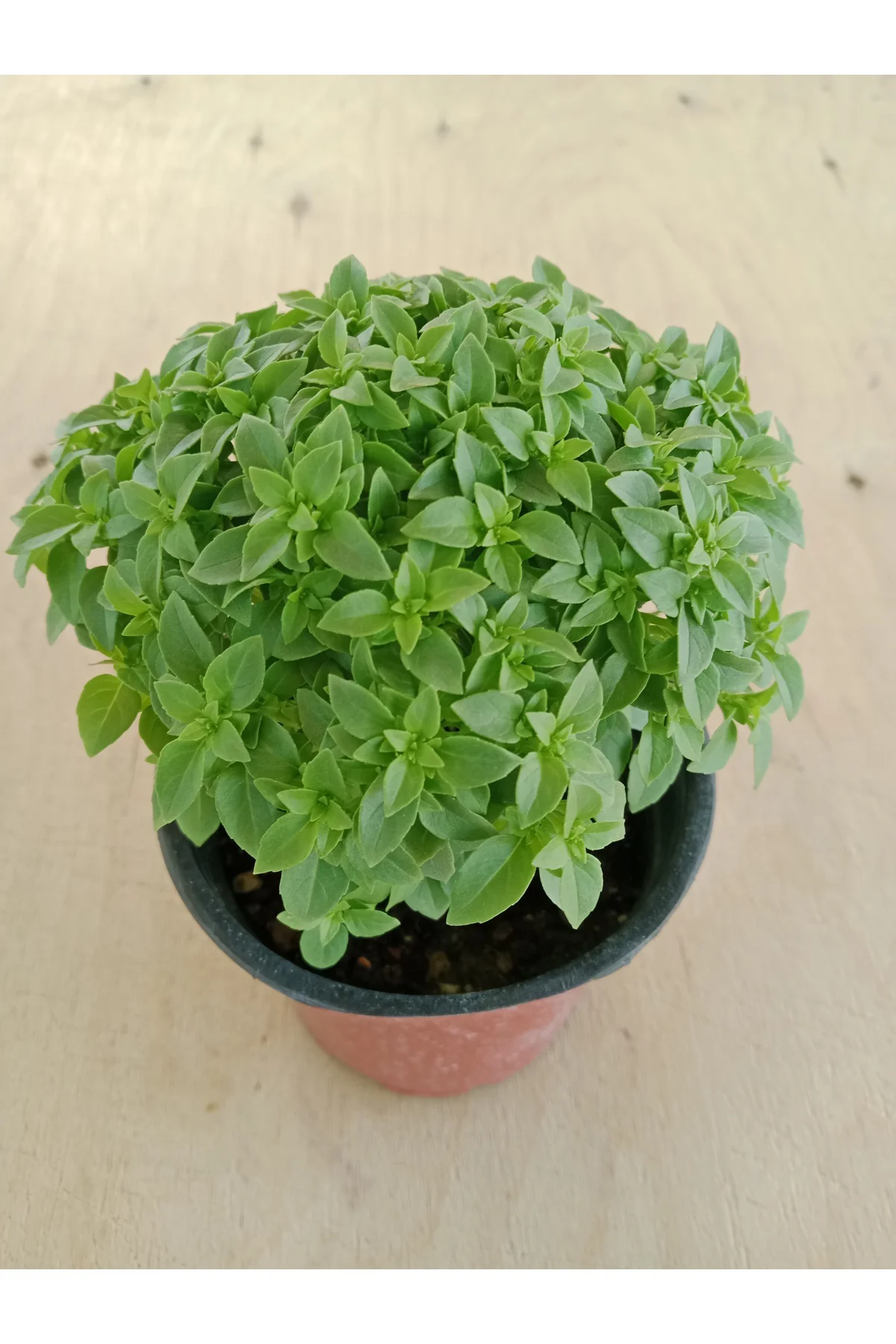 Fesleğen Kokulu 12 cm Saksıda Canlı