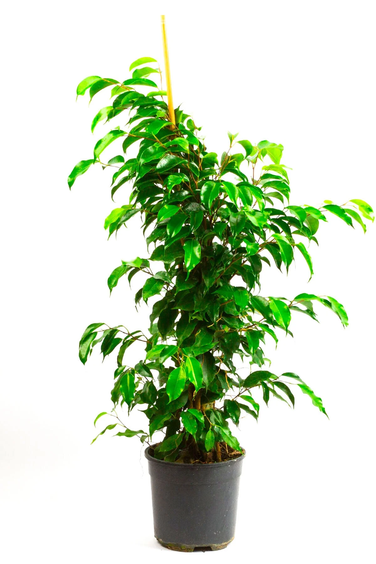 Ficus Benjamin (100-110 Cm) Ficus Benjamin (100-110 Cm)
