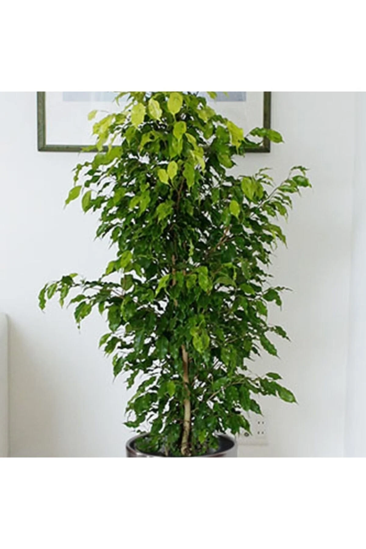 Ficus Benjamin 100 - 110 Cm Ficus Benjamin 100 - 110 Cm