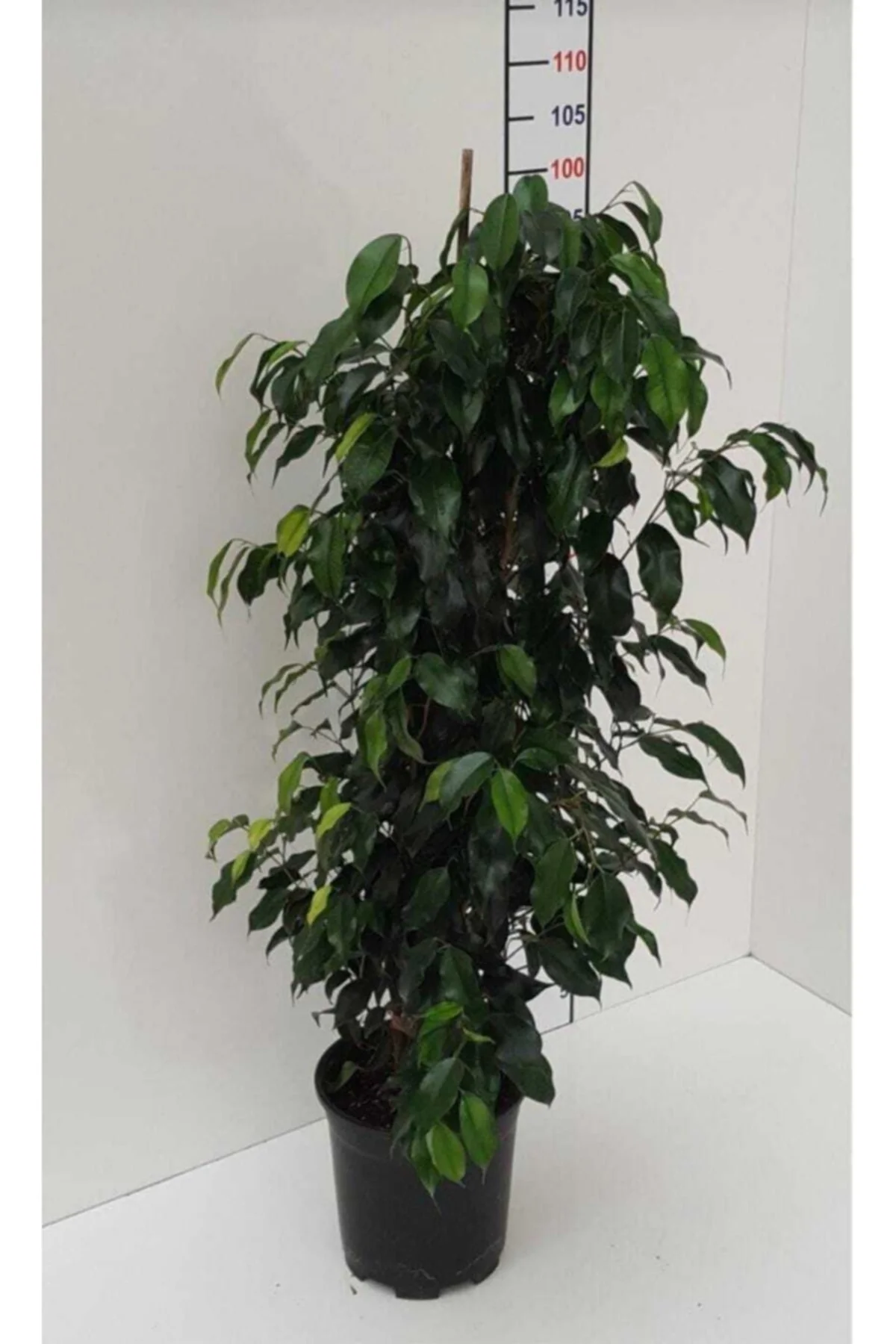 Ficus Benjamin 100 -110 Cm Ficus Benjamin 100 -110 Cm