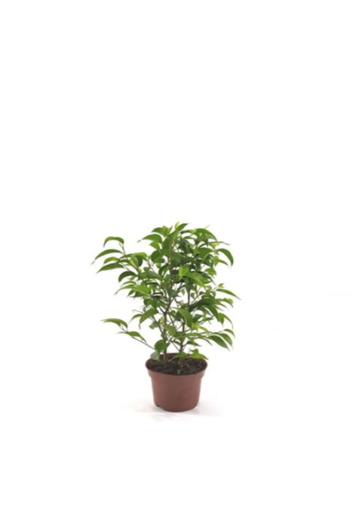 Ficus Benjamin 20-30 cm Ficus Benjamin 20-30 cm