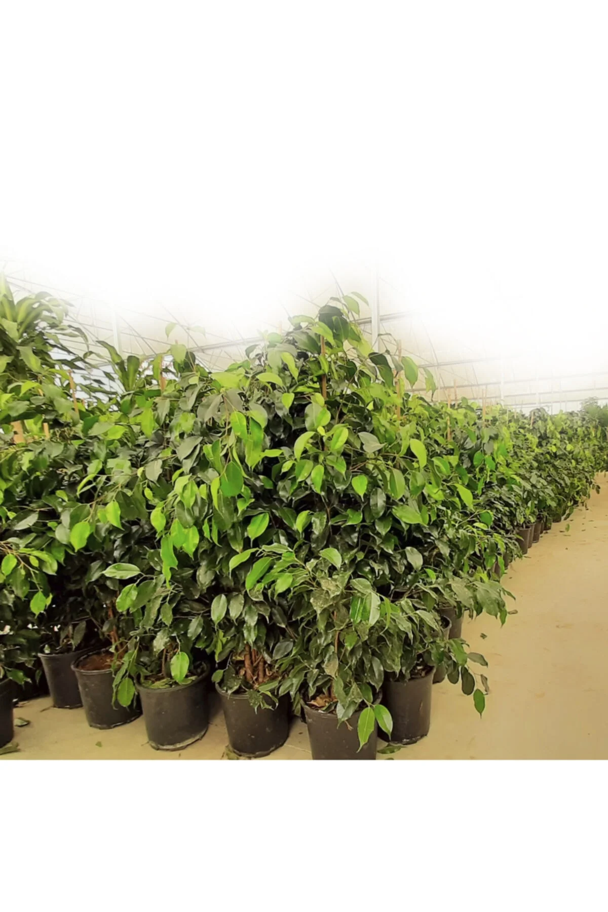 Ficus Benjamin 70/100 cm Ev ve Dekorasyon Bitkisi - Görsel 2