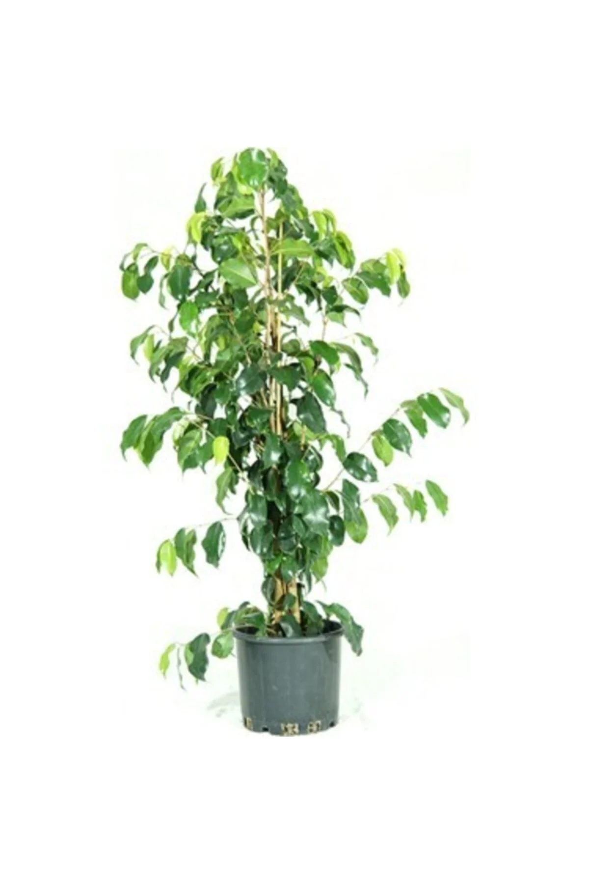 Ficus Benjamin 80cm Ficus Benjamin 80cm