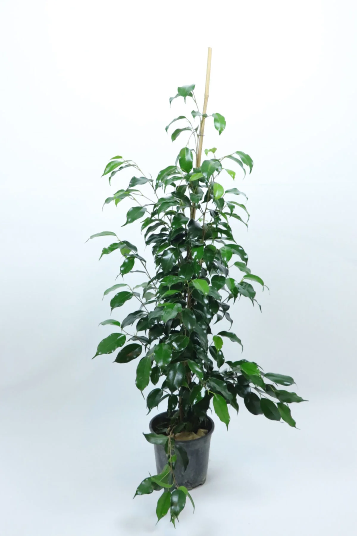 Ficus Benjamin 90 Cm Ficus Benjamin 90 Cm