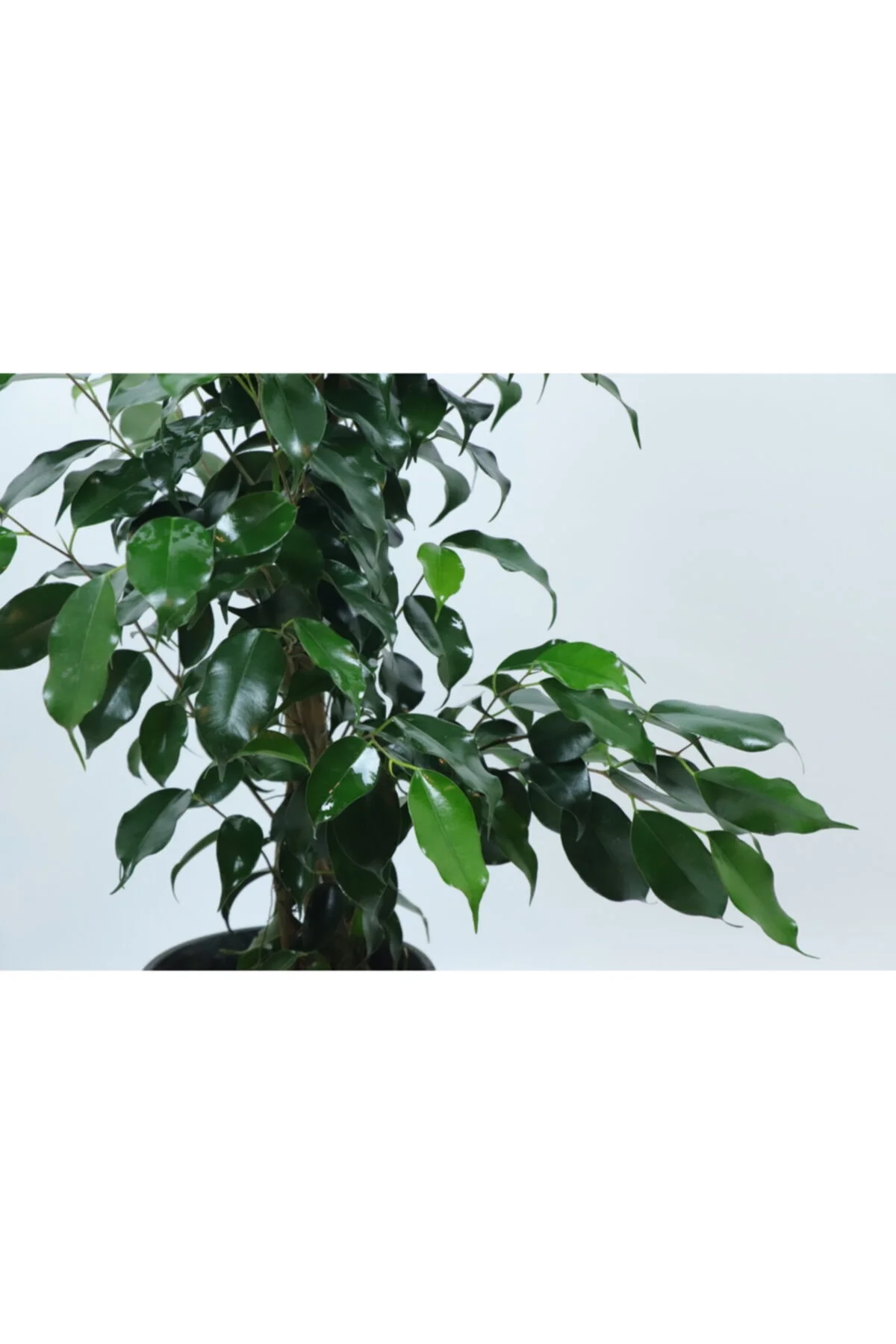 Ficus Benjamin 90 Cm Ficus Benjamin 90 Cm - Görsel 3