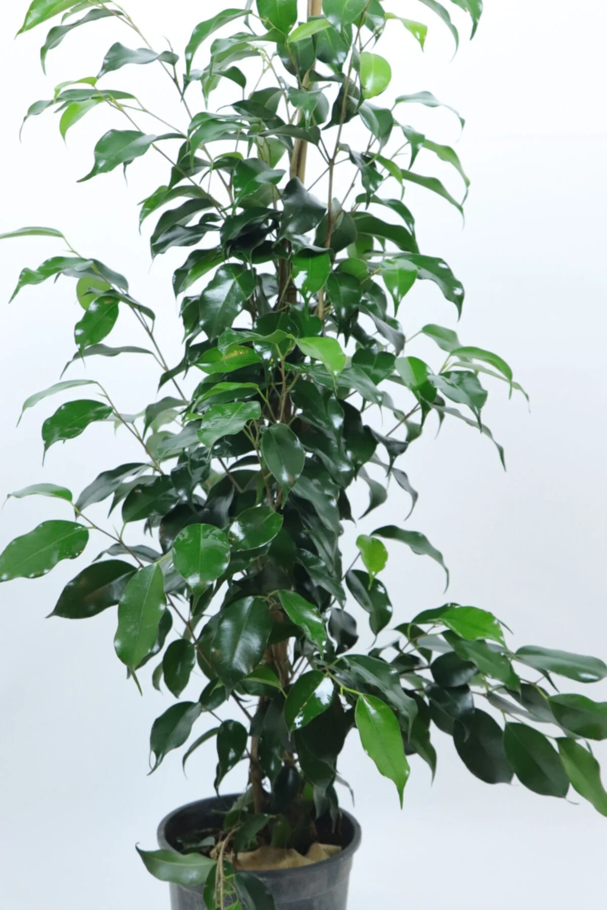 Ficus Benjamin 90 Cm Ficus Benjamin 90 Cm - Görsel 2
