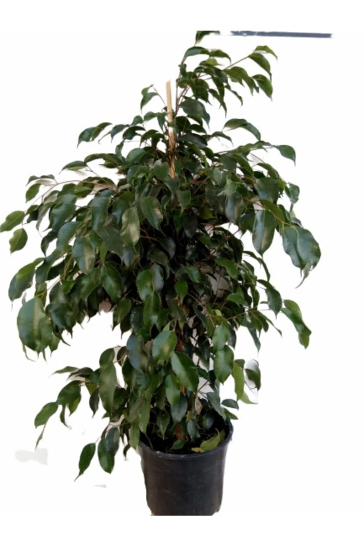 Ficus Benjamin Ağacı Yeşil Yaprak 100 Cm (4 Köklüdür) Ficus Benjamin Ağacı Yeşil Yaprak 100 Cm (4 Köklüdür)