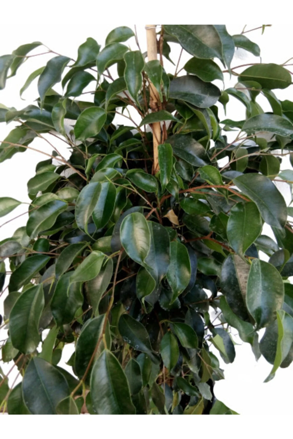 Ficus Benjamin Ağacı Yeşil Yaprak 100 Cm (4 Köklüdür) Ficus Benjamin Ağacı Yeşil Yaprak 100 Cm (4 Köklüdür) - Görsel 2
