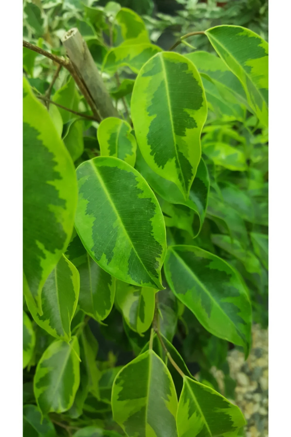 Ficus Benjamin Anastasia 80-100 Cm Ficus Benjamin Anastasia 80-100 Cm - Görsel 2