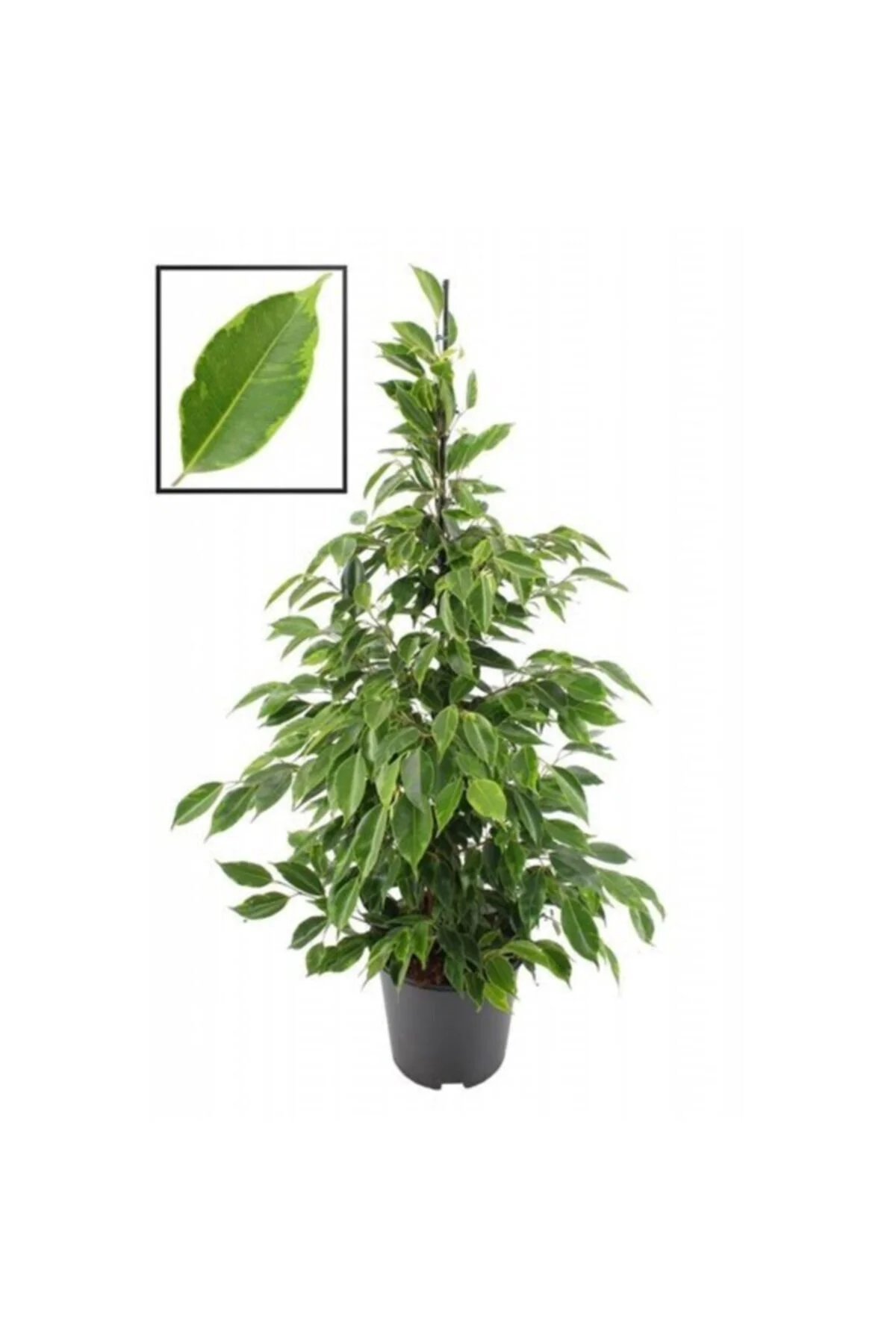 Ficus Benjamin Anastasia 80-100 Cm Ficus Benjamin Anastasia 80-100 Cm