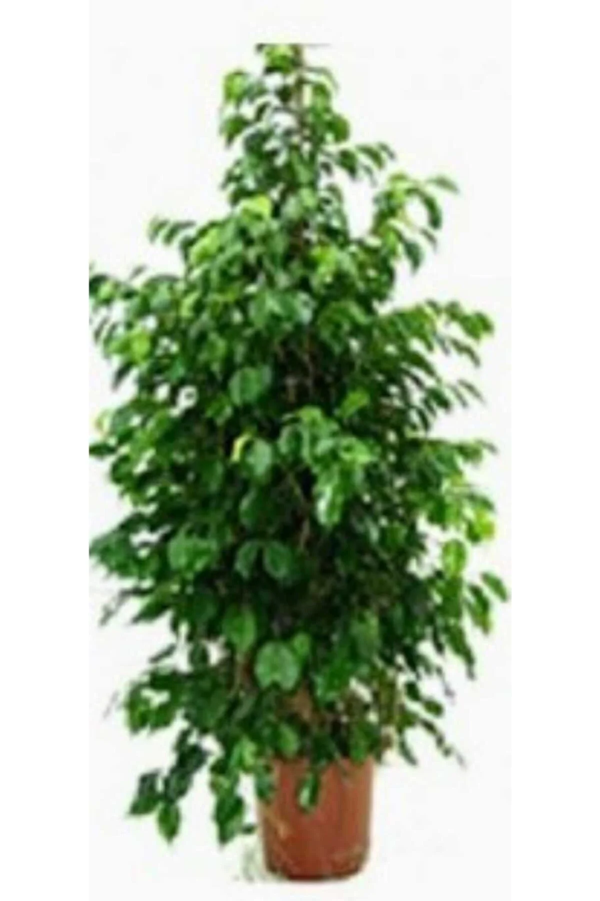 Ficus Benjamin Bitkisi Ficus Benjamin Bitkisi