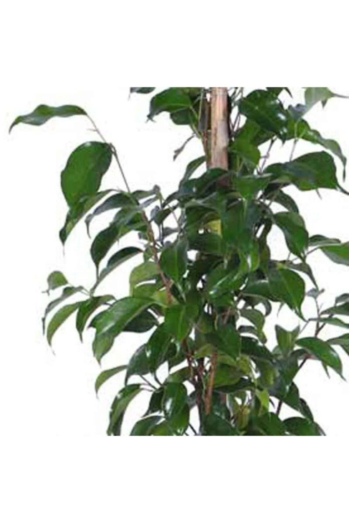 Ficus Benjamin Bitkisi Saksı’da Ficus Benjamin Bitkisi Saksı’da - Görsel 2