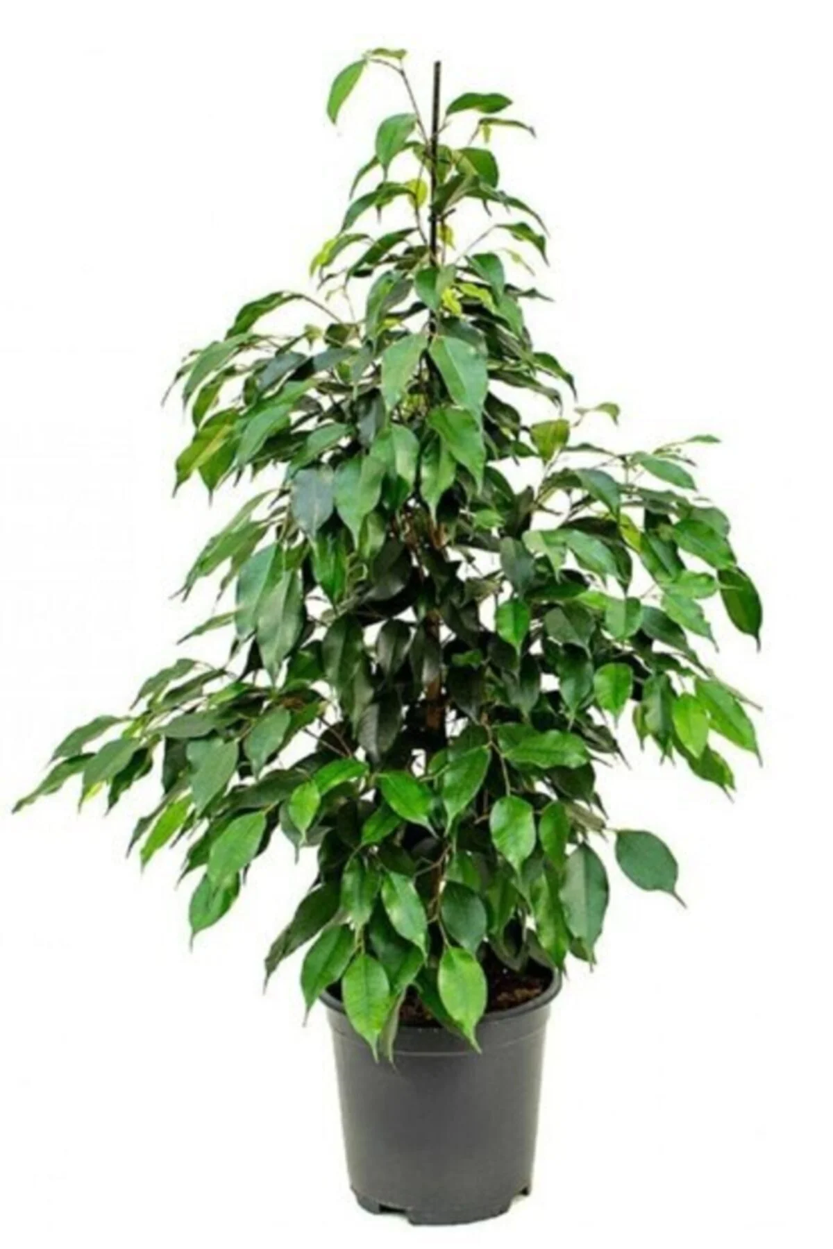 Ficus Benjamin Bitki Ficus Benjamin Bitki