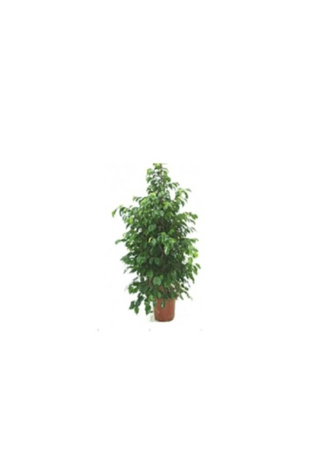 Ficus Benjamin Bitkisi Ficus Benjamin Bitkisi - Görsel 2