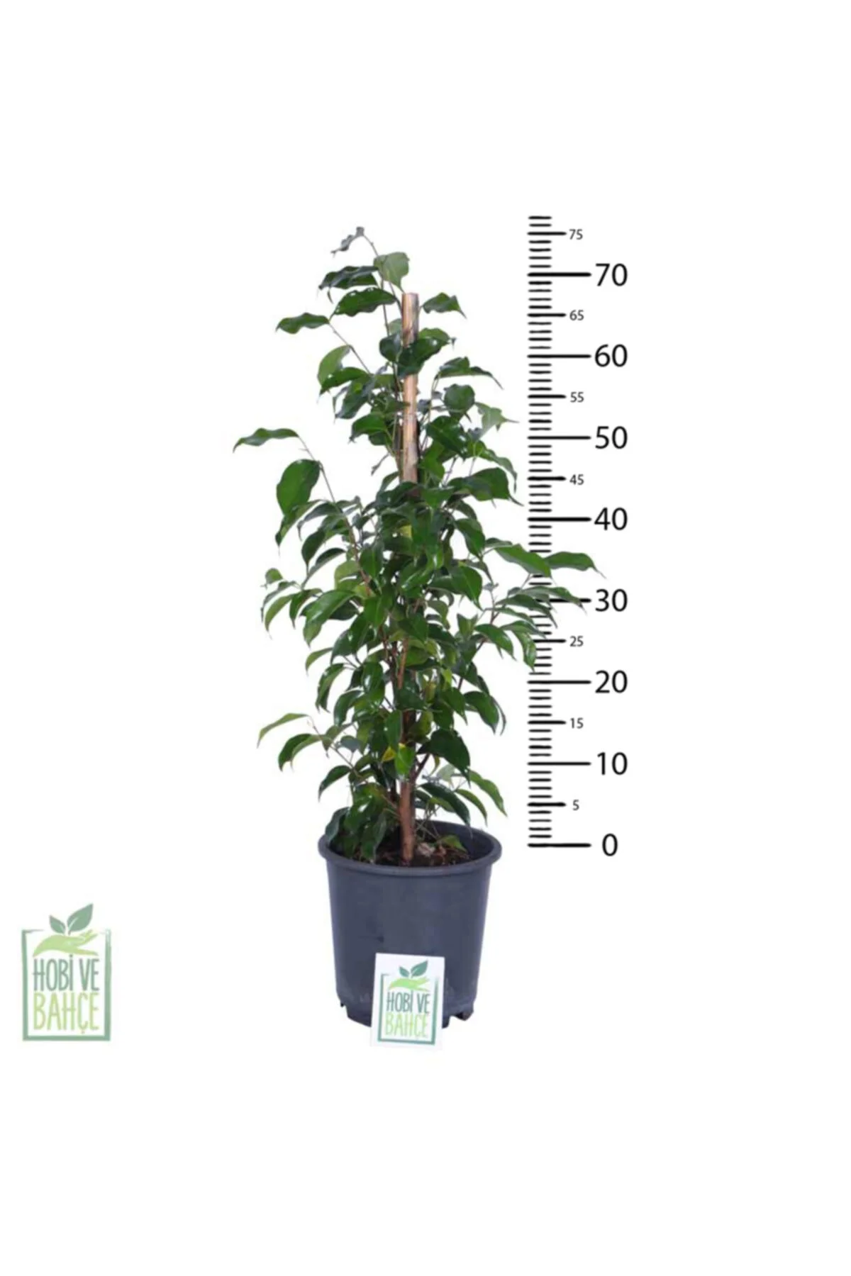 Ficus Benjamin Bitkisi Saksı’da Ficus Benjamin Bitkisi Saksı’da - Görsel 3
