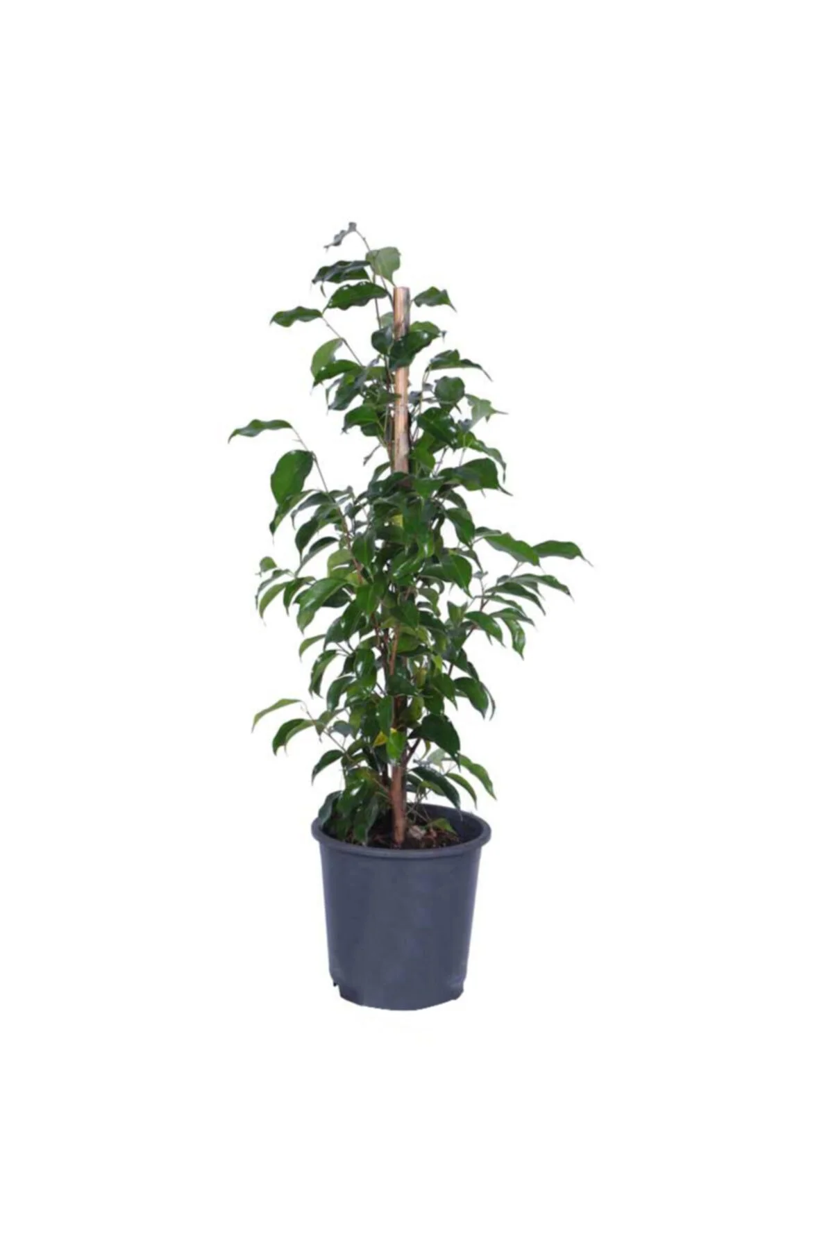 Ficus Benjamin Bitkisi Saksı’da Ficus Benjamin Bitkisi Saksı’da
