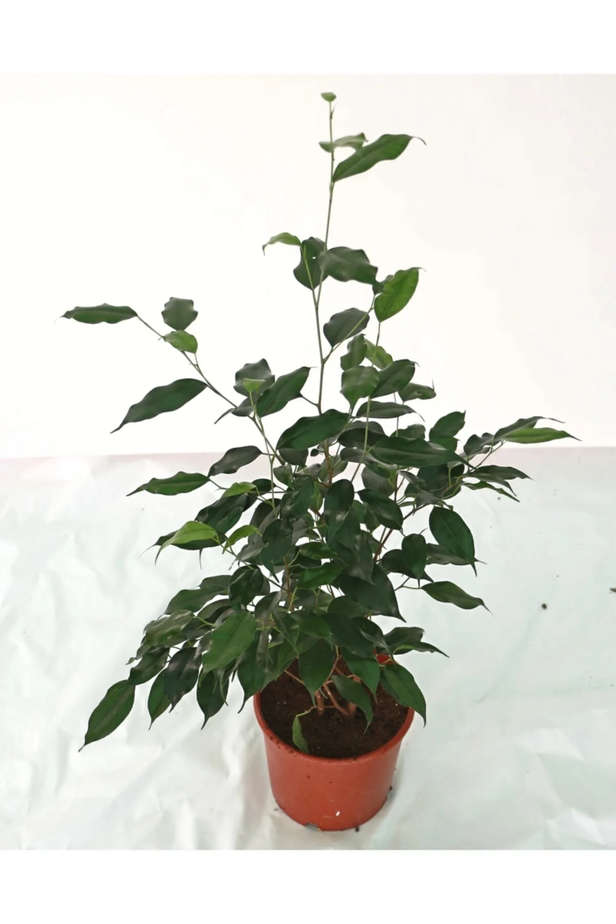 Ficus Benjamin Daniella / Yeşil Benjamin 50-60 Cm Ficus Benjamin Daniella / Yeşil Benjamin 50-60 Cm