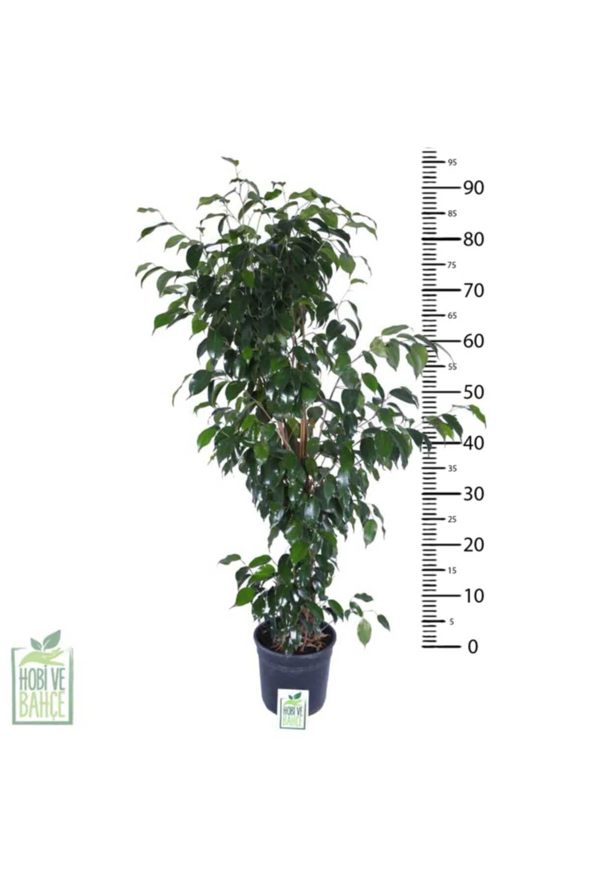 Ficus Benjamin Daniella Bitkisi - Görsel 3