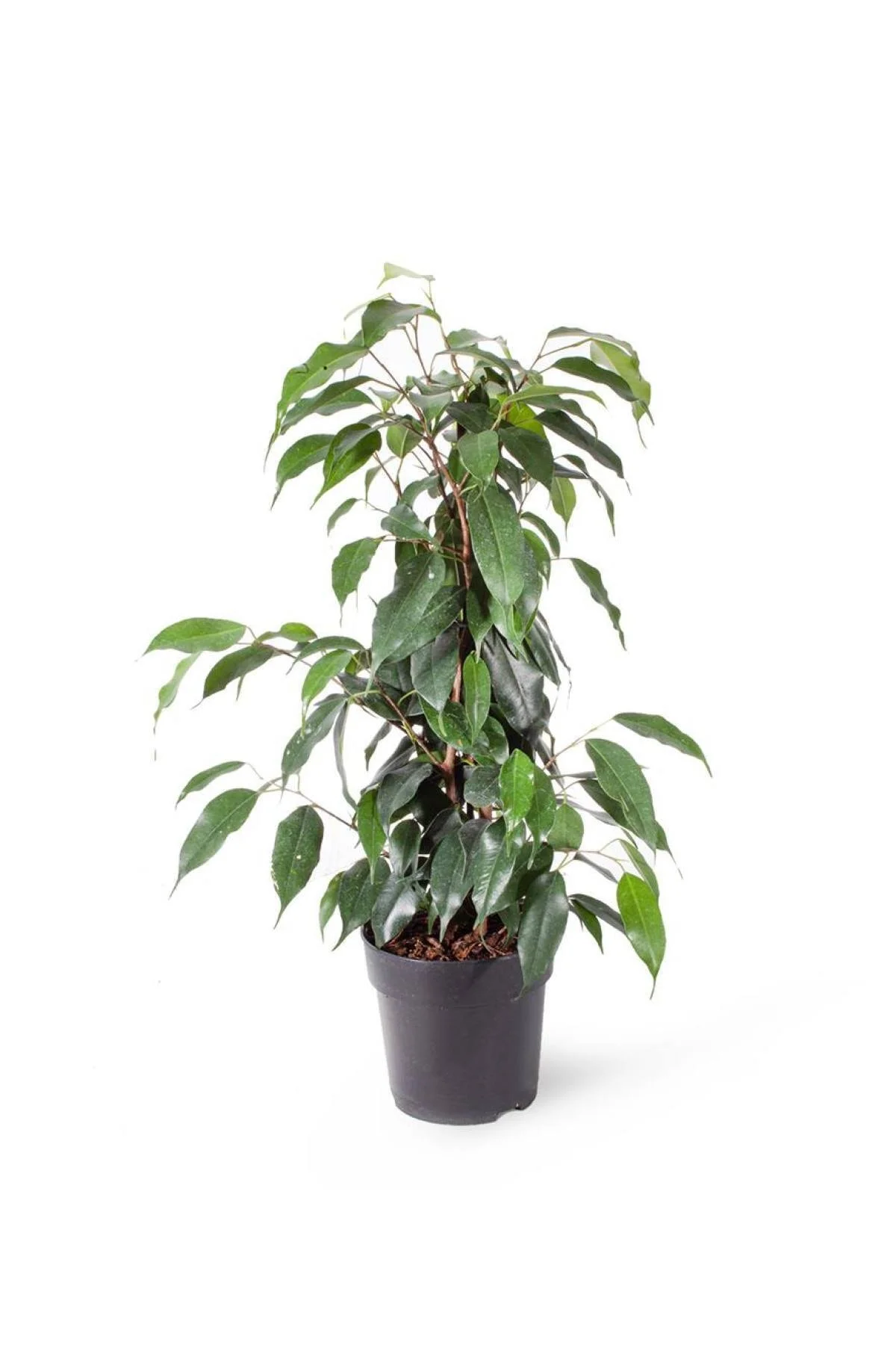 Ficus Benjamin Danielle (ithal) 12cm Ø H:50 Ficus Benjamin Danielle (ithal) 12cm Ø H:50