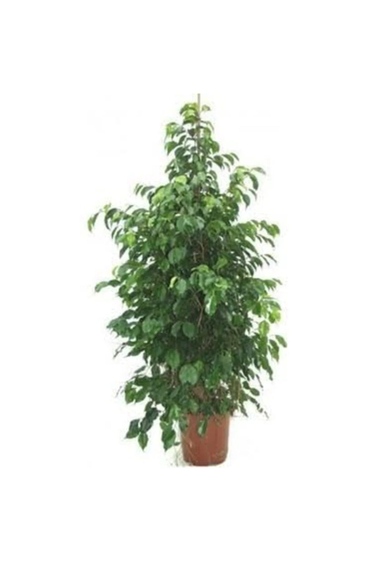 Ficus Benjamin Daniella Ficus Benjamin Daniella