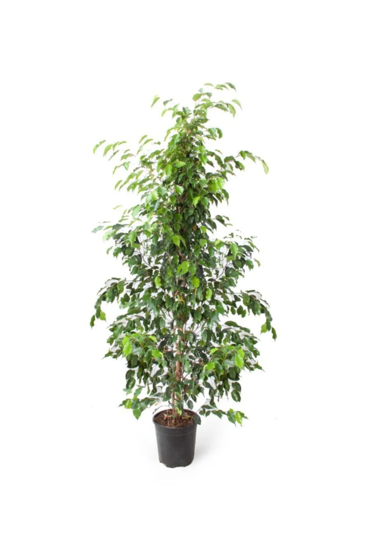 Ficus Benjamin Danielle 27cm Ø - Yeşil Bitki Ficus Benjamin Danielle 27cm Ø - Yeşil Bitki