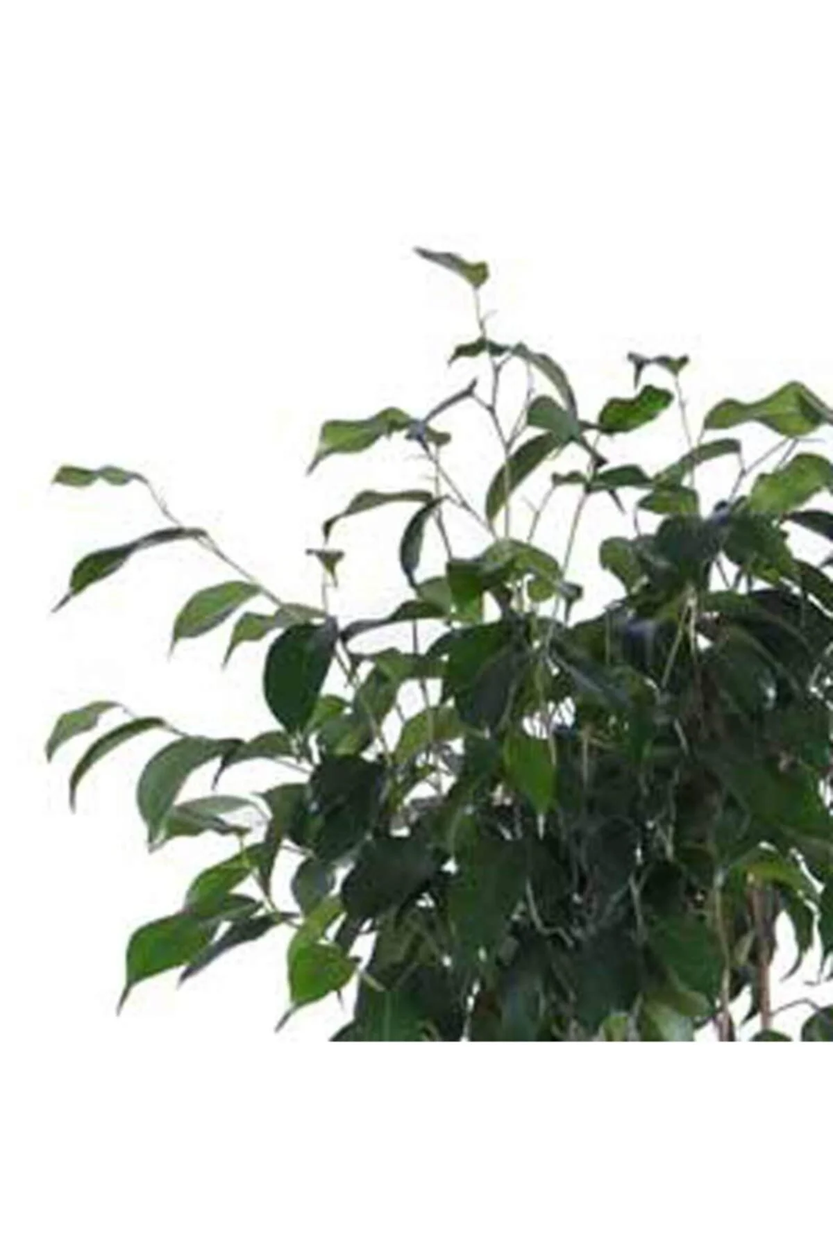 Ficus Benjamin Daniella Bitkisi - Görsel 2