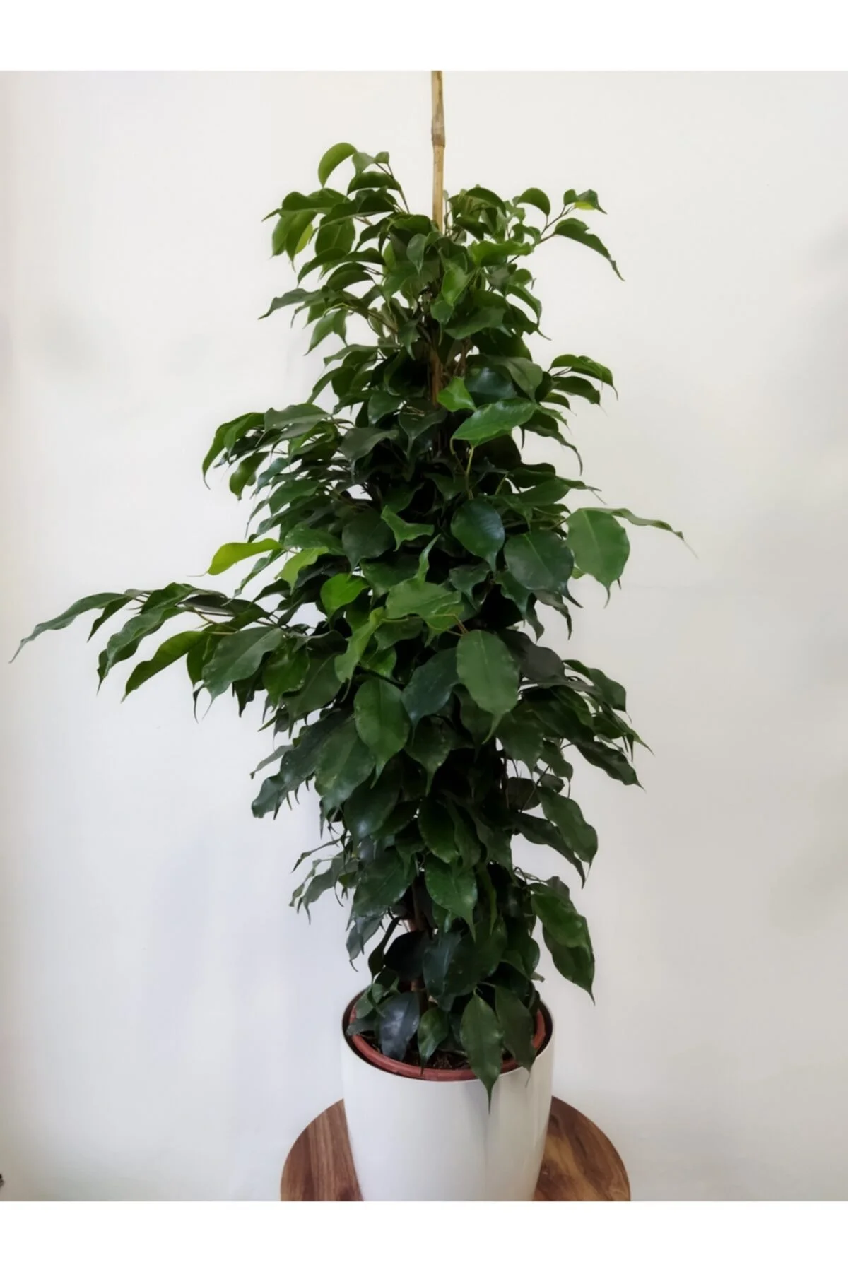 Ficus Benjamin Danielle Ficus Benjamin Danielle - Görsel 2