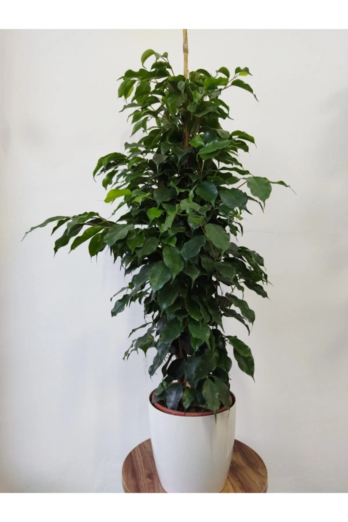 Ficus Benjamin Danielle Ficus Benjamin Danielle