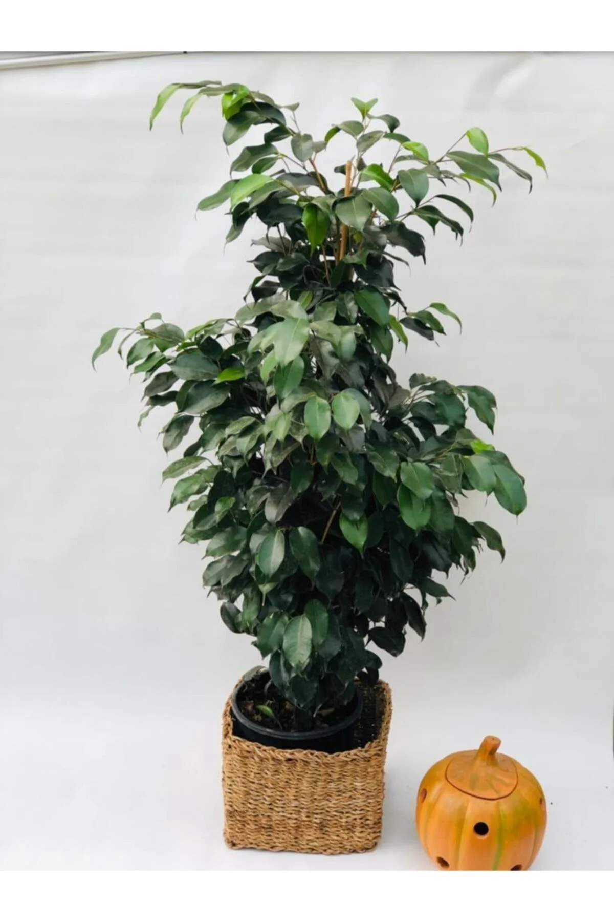 Ficus Benjamin Danielle Ficus Benjamin Danielle