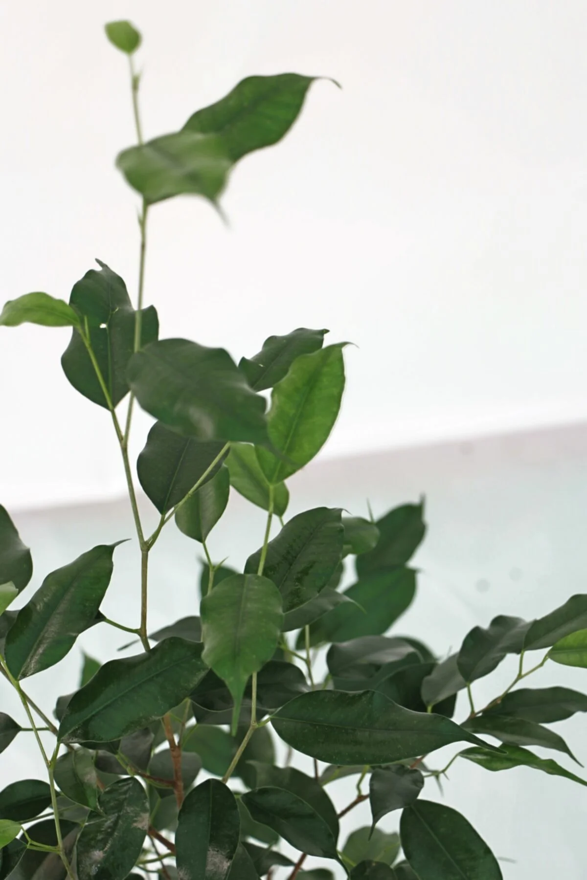 Ficus Benjamin Daniella / Yeşil Benjamin 50-60 Cm Ficus Benjamin Daniella / Yeşil Benjamin 50-60 Cm - Görsel 2