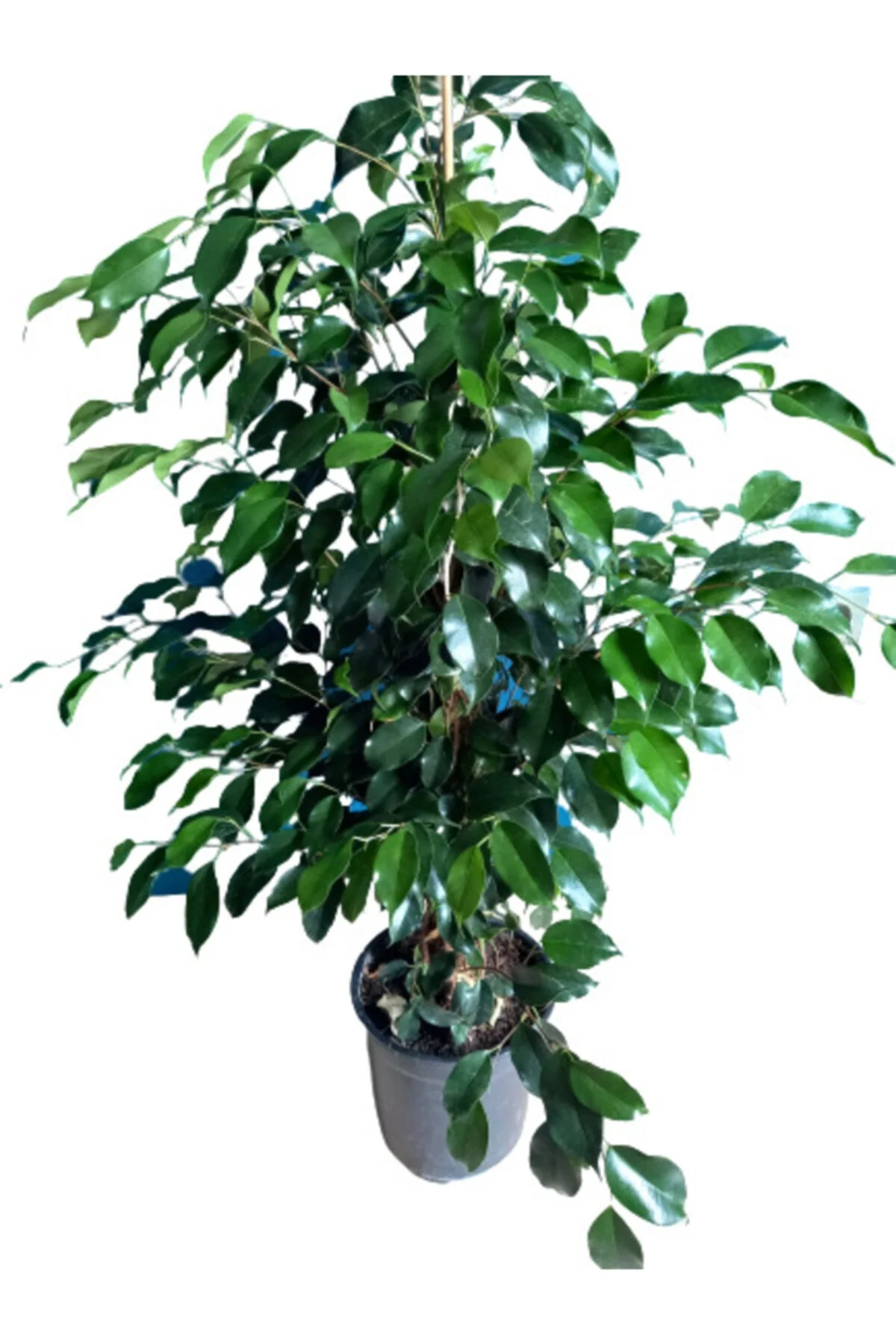 Ficus Benjamin Ortaboy 120 cm Ficus Benjamin Ortaboy 120 cm - Görsel 2