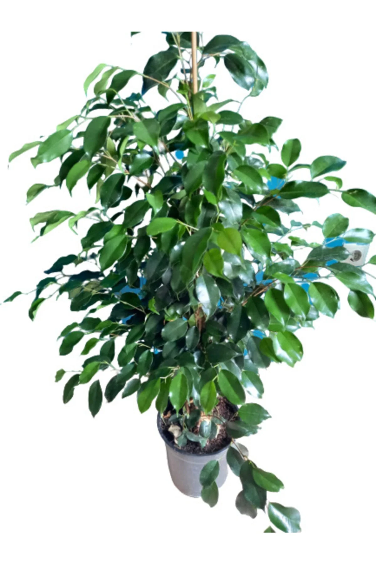 Ficus Benjamin Ortaboy 120 cm Ficus Benjamin Ortaboy 120 cm
