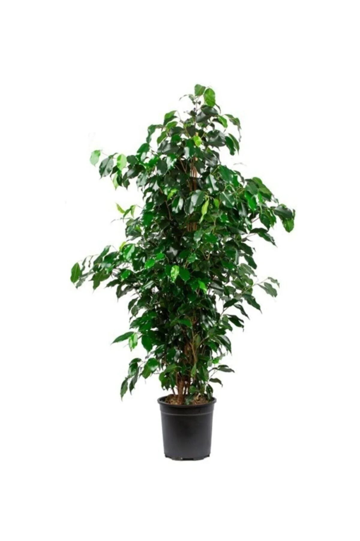 Ficus Benjamin Salon Bitkisi 60-100cm Ficus Benjamin Salon Bitkisi 60-100cm