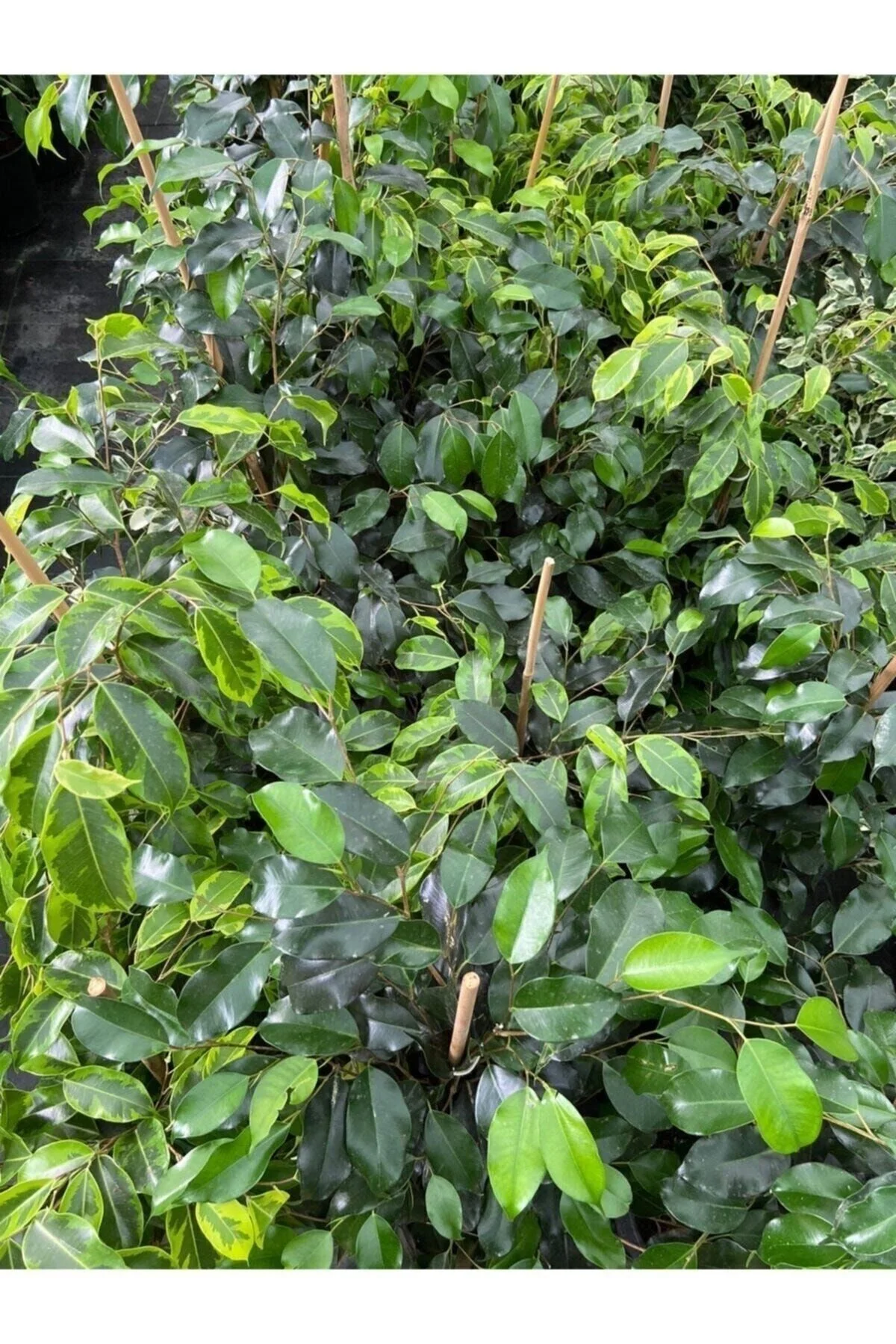 Ficus Benjamin Salon Bitkisi 60-100cm Ficus Benjamin Salon Bitkisi 60-100cm - Görsel 2
