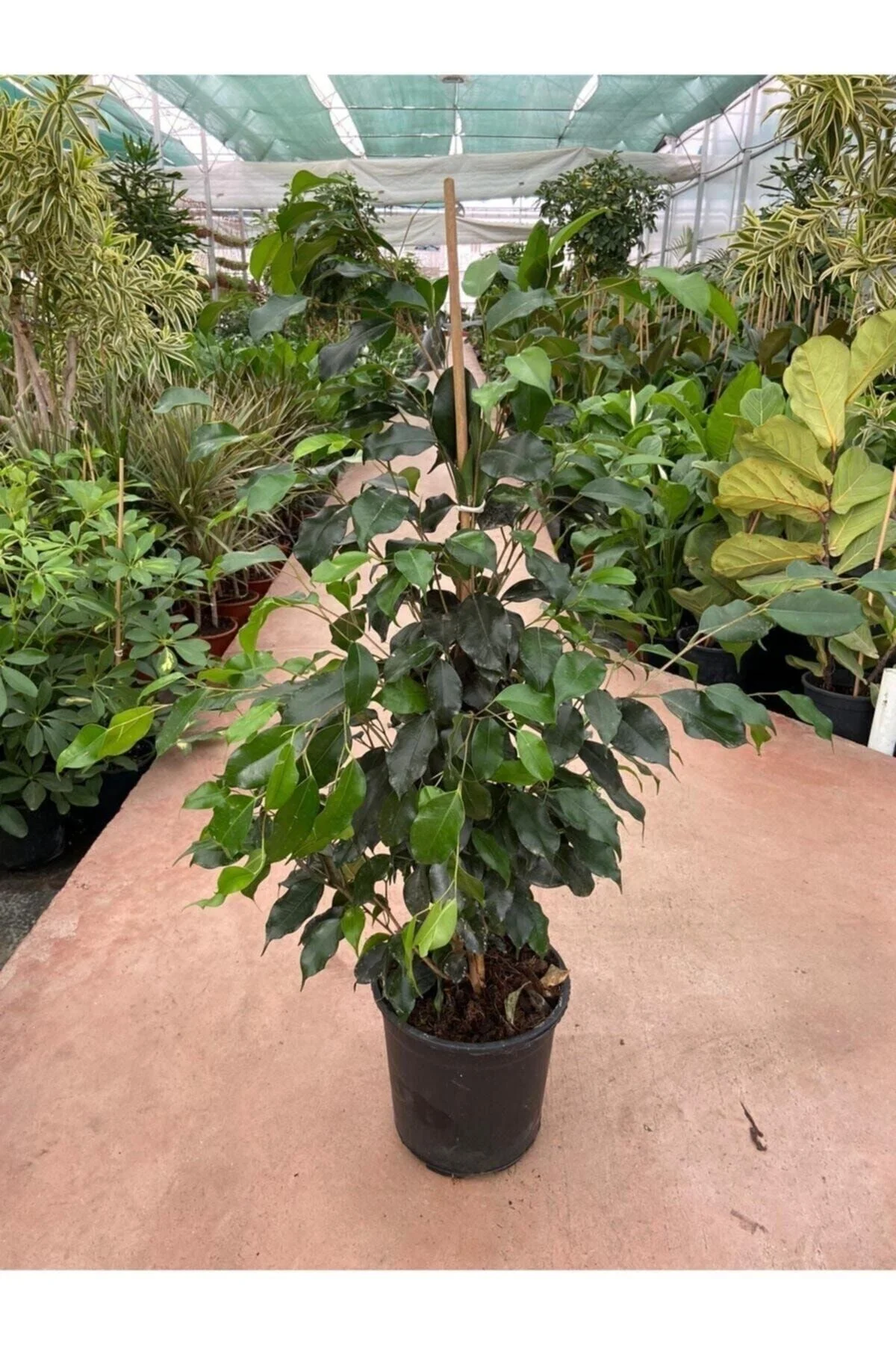 Ficus Benjamin Salon Bitkisi 60-100cm Ficus Benjamin Salon Bitkisi 60-100cm - Görsel 4