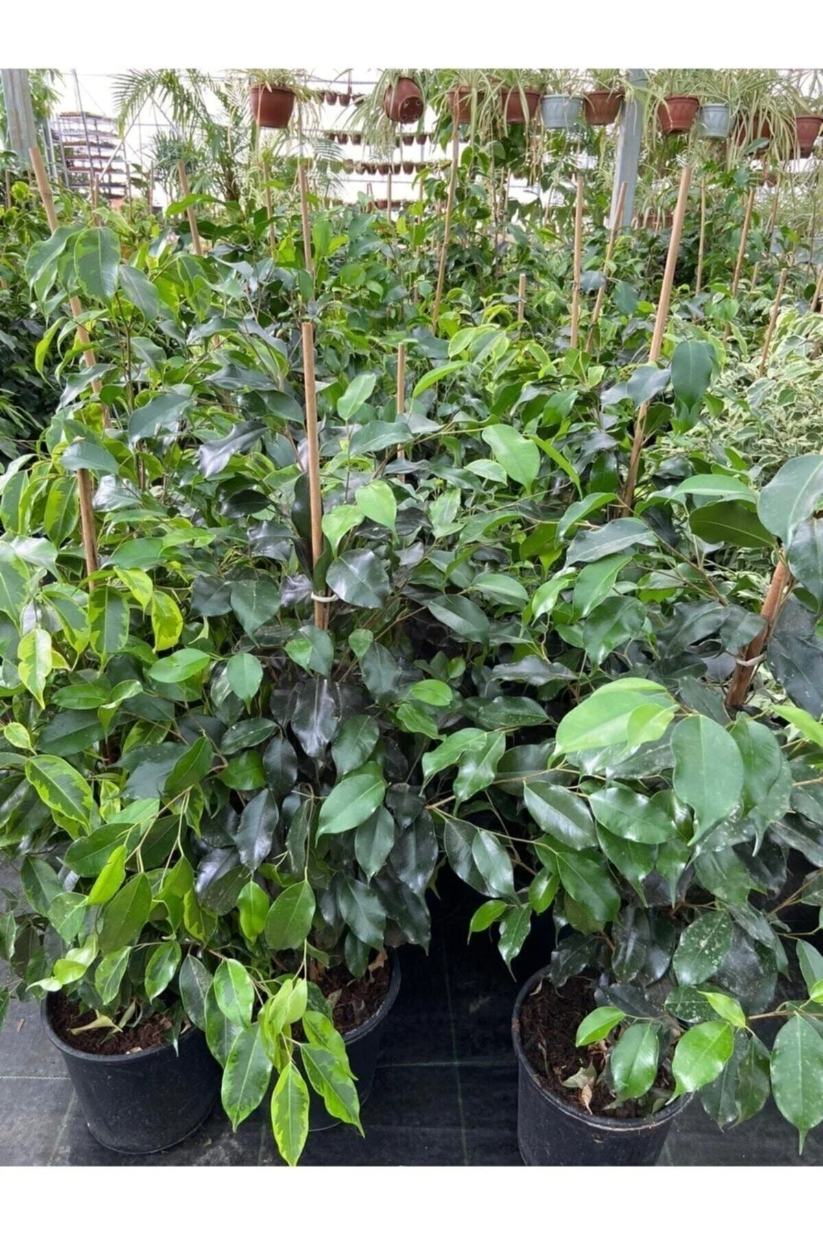 Ficus Benjamin Salon Bitkisi 60-100cm Ficus Benjamin Salon Bitkisi 60-100cm - Görsel 3