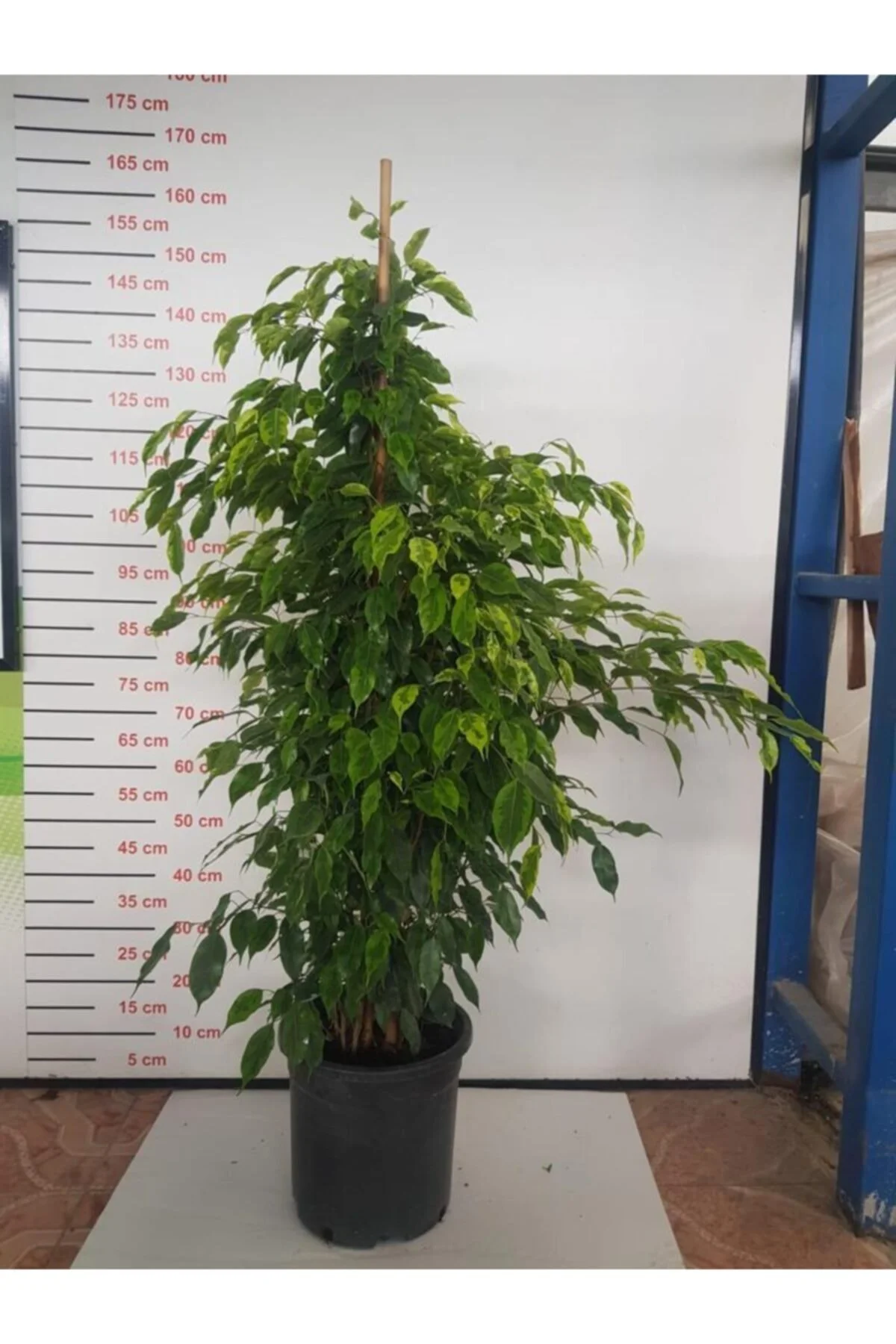 Ficus Benjamin - Salon Bitkisi Ficus Benjamin - Salon Bitkisi