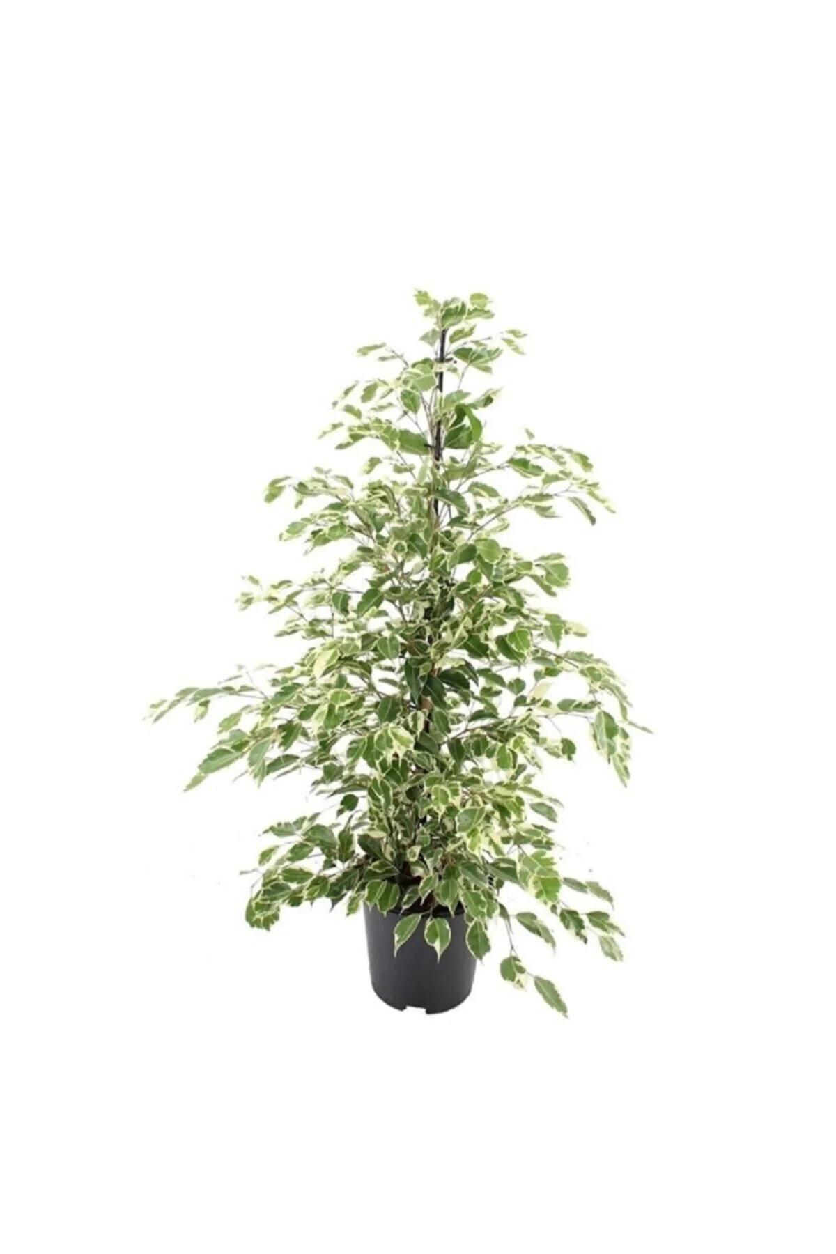 Ficus Benjamin Starlight 110 120 Cm Ev Bitkisi Salon Bitkisi Ofis Bitkisi Ficus Benjamin Starlight 110 120 Cm Ev Bitkisi Salon Bitkisi Ofis Bitkisi
