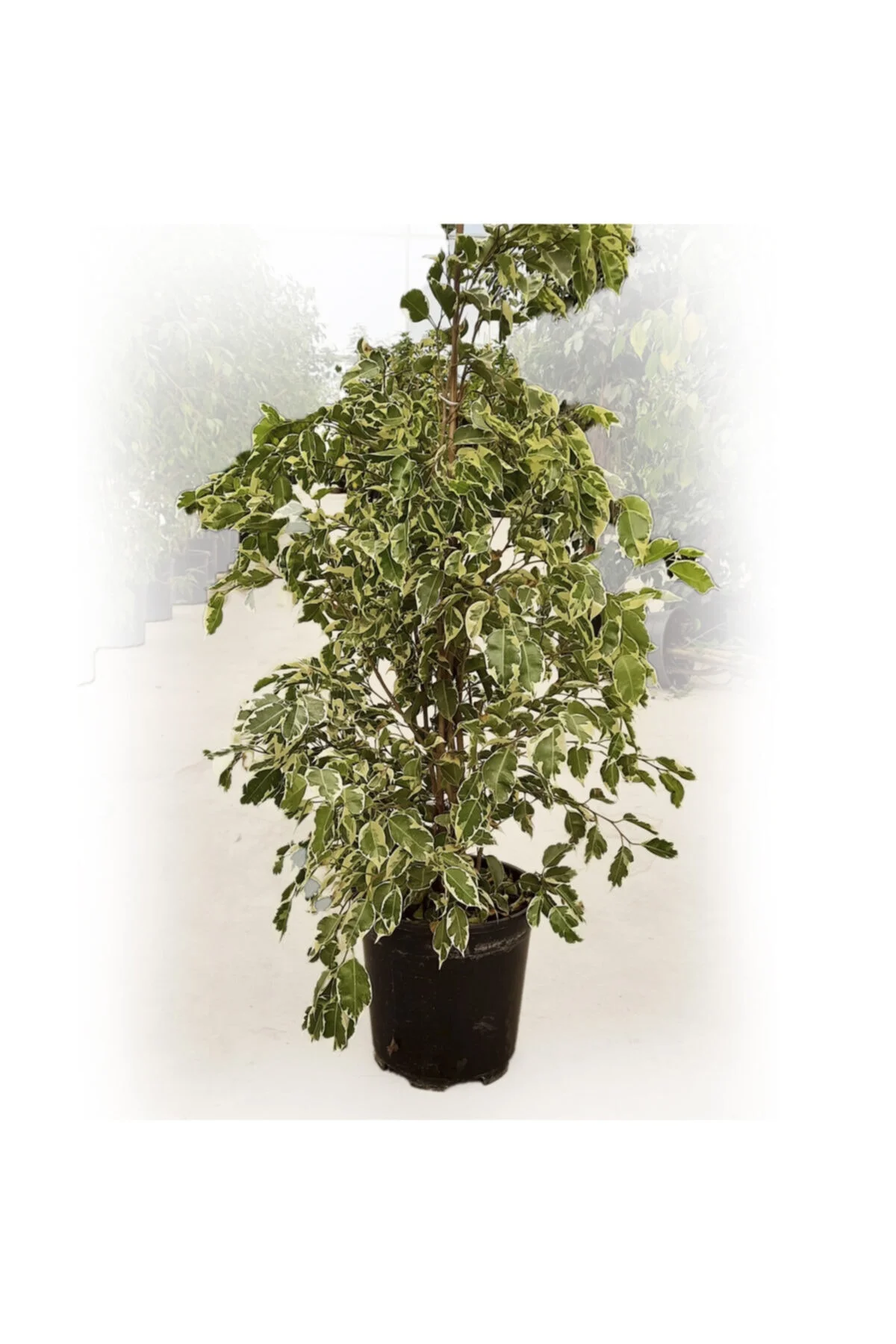 Ficus Benjamin Starlight Ev Ve Dekorasyon Bitkisi Ficus Benjamin Starlight Ev Ve Dekorasyon Bitkisi