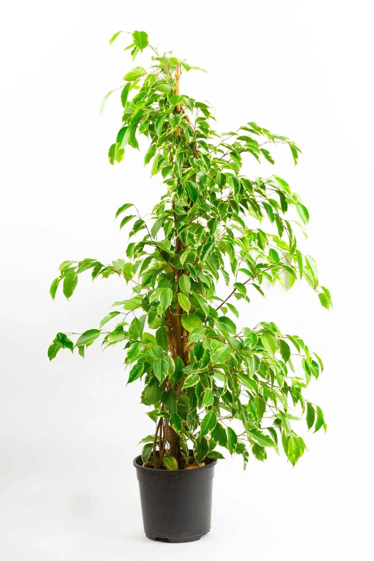 Ficus Benjamin Starlight (100-110 cm) Ficus Benjamin Starlight (100-110 cm)