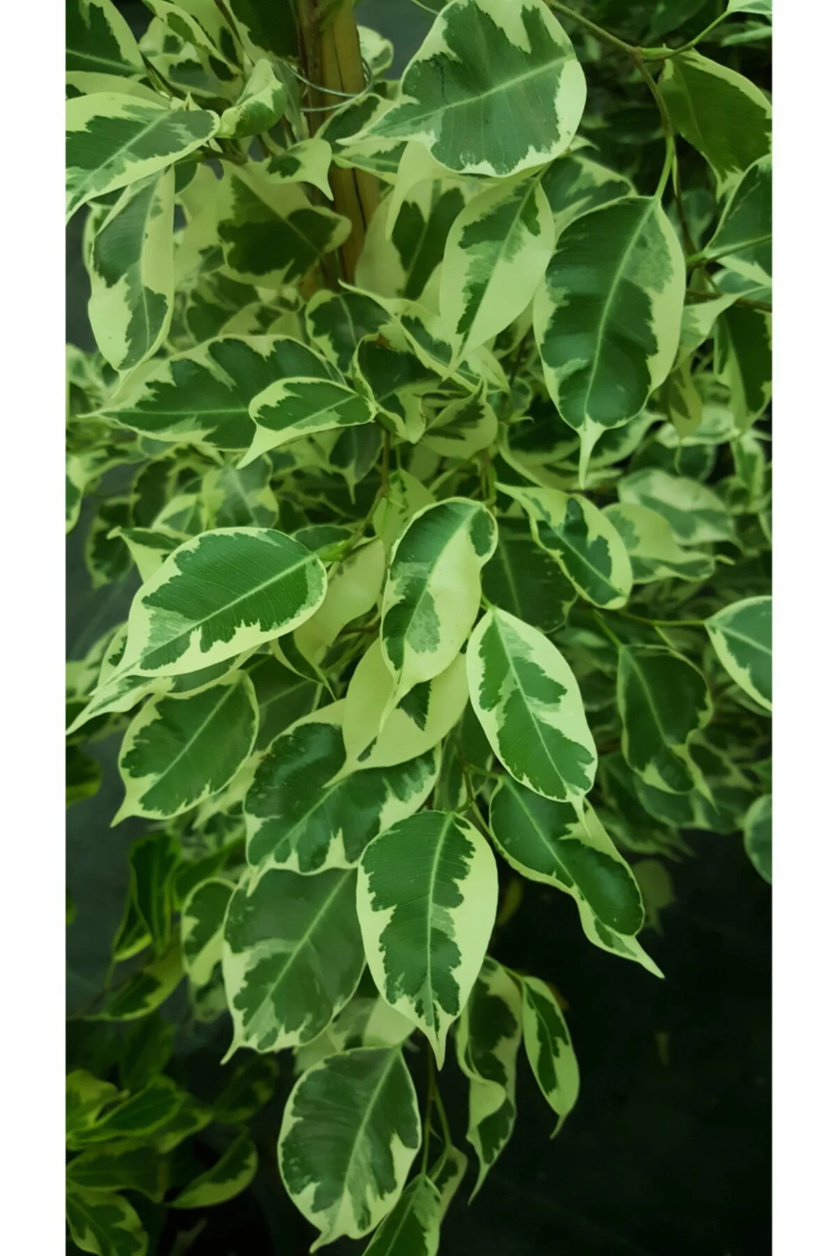 Ficus Benjamin Starlight 80-100 Cm Ficus Benjamin Starlight 80-100 Cm - Görsel 2