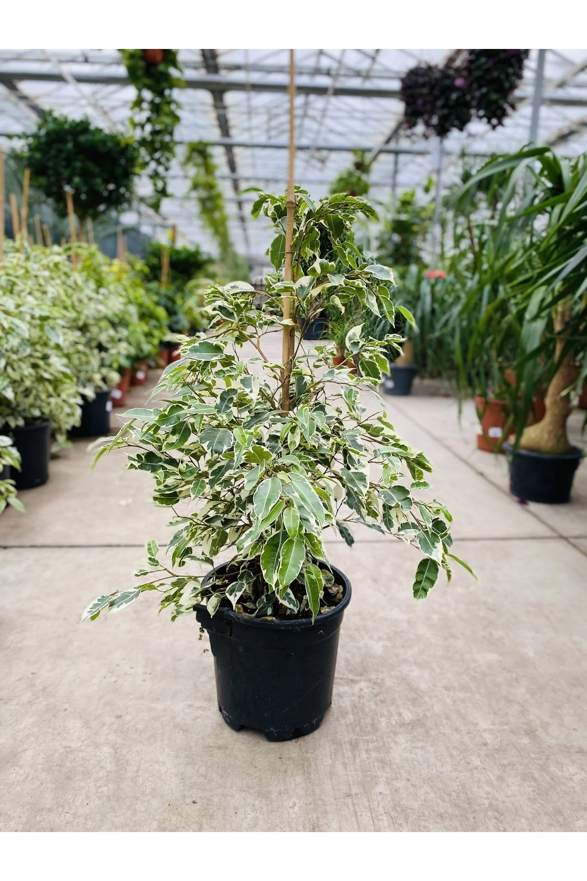 Ficus Benjamin Starlight (110 Cm) - Ev Ve Ofis Bitkisi Ficus Benjamin Starlight (110 Cm) - Ev Ve Ofis Bitkisi - Görsel 2