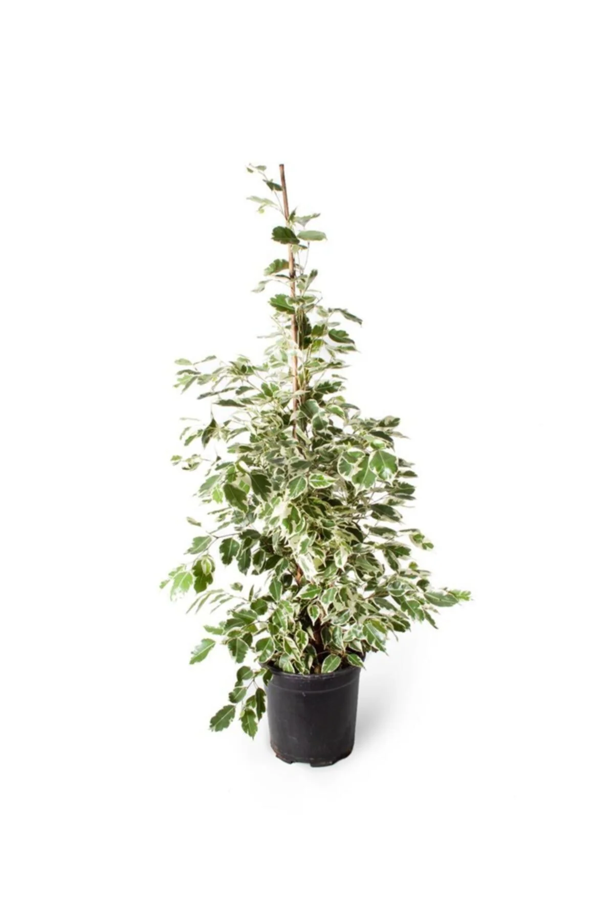 Ficus Benjamin Starlight 80-100 Cm Ficus Benjamin Starlight 80-100 Cm
