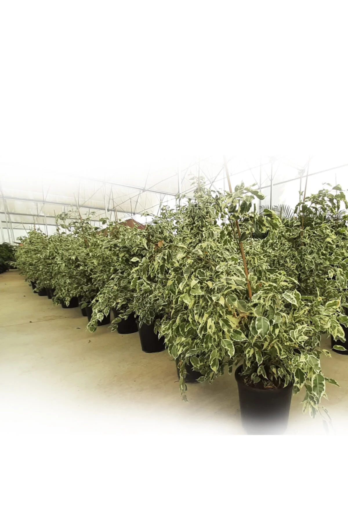 Ficus Benjamin Starlight Ev Ve Dekorasyon Bitkisi Ficus Benjamin Starlight Ev Ve Dekorasyon Bitkisi - Görsel 2
