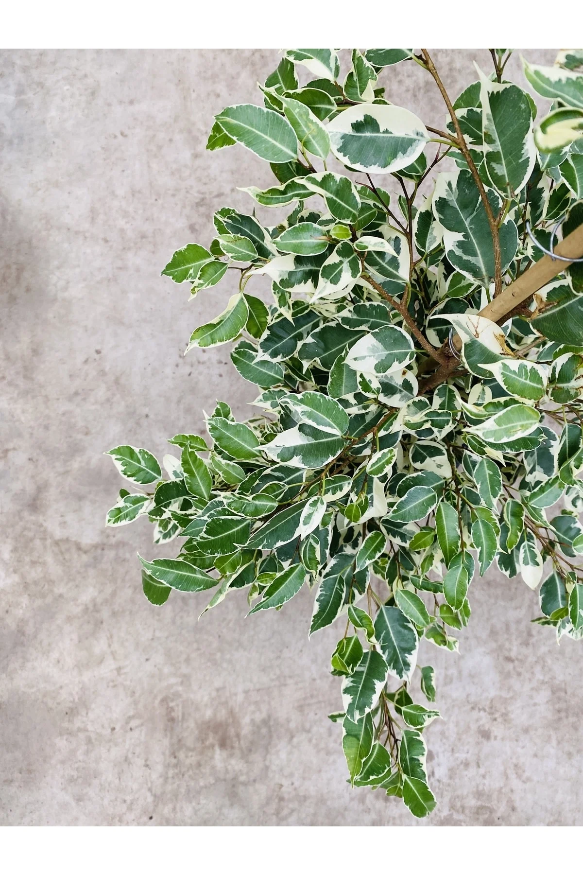 Ficus Benjamin Starlight (110 Cm) - Ev Ve Ofis Bitkisi Ficus Benjamin Starlight (110 Cm) - Ev Ve Ofis Bitkisi - Görsel 3